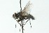  ( - CNC DIPTERA 103992)  @12 [ ] CreativeCommons - Attribution (2011) CNC/CBG Photography Group Centre for Biodiversity Genomics