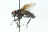  ( - CNC DIPTERA 103993)  @13 [ ] CreativeCommons - Attribution (2011) CNC/CBG Photography Group Centre for Biodiversity Genomics