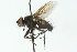  ( - CNC DIPTERA 103994)  @13 [ ] CreativeCommons - Attribution (2011) CNC/CBG Photography Group Centre for Biodiversity Genomics