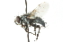  ( - CNC DIPTERA 103997)  @12 [ ] CreativeCommons - Attribution (2011) CNC/CBG Photography Group Centre for Biodiversity Genomics