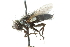  ( - CNC DIPTERA 103998)  @13 [ ] CreativeCommons - Attribution (2011) CNC/CBG Photography Group Centre for Biodiversity Genomics