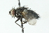  ( - CNC DIPTERA 104000)  @12 [ ] CreativeCommons - Attribution (2011) CNC/CBG Photography Group Centre for Biodiversity Genomics