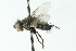  ( - CNC DIPTERA 104001)  @13 [ ] CreativeCommons - Attribution (2011) CNC/CBG Photography Group Centre for Biodiversity Genomics