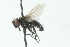  ( - CNC DIPTERA 104008)  @12 [ ] CreativeCommons - Attribution (2011) CNC/CBG Photography Group Centre for Biodiversity Genomics