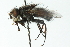  ( - CNC DIPTERA 104013)  @14 [ ] CreativeCommons - Attribution (2011) CNC/CBG Photography Group Centre for Biodiversity Genomics