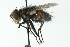  ( - CNC DIPTERA 104014)  @14 [ ] CreativeCommons - Attribution (2011) CNC/CBG Photography Group Centre for Biodiversity Genomics