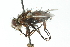  ( - CNC DIPTERA 104016)  @13 [ ] CreativeCommons - Attribution (2011) CNC/CBG Photography Group Centre for Biodiversity Genomics