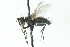  ( - CNC DIPTERA 104050)  @13 [ ] CreativeCommons - Attribution (2011) CNC/CBG Photography Group Centre for Biodiversity Genomics