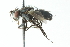  ( - CNC DIPTERA 104052)  @13 [ ] CreativeCommons - Attribution (2011) CNC/CBG Photography Group Centre for Biodiversity Genomics