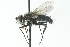  ( - CNC DIPTERA 104053)  @12 [ ] CreativeCommons - Attribution (2011) CNC/CBG Photography Group Centre for Biodiversity Genomics