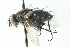  ( - CNC DIPTERA 104054)  @13 [ ] CreativeCommons - Attribution (2011) CNC/CBG Photography Group Centre for Biodiversity Genomics