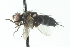  ( - CNC DIPTERA 104055)  @12 [ ] CreativeCommons - Attribution (2011) CNC/CBG Photography Group Centre for Biodiversity Genomics