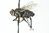  (Paradidyma aristalis - CNC DIPTERA 104057)  @14 [ ] CreativeCommons - Attribution (2011) CNC/CBG Photography Group Centre for Biodiversity Genomics