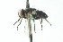  ( - CNC DIPTERA 104060)  @12 [ ] CreativeCommons - Attribution (2011) CNC/CBG Photography Group Centre for Biodiversity Genomics