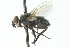  ( - CNC DIPTERA 104061)  @12 [ ] CreativeCommons - Attribution (2011) CNC/CBG Photography Group Centre for Biodiversity Genomics