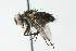  ( - CNC DIPTERA 104063)  @11 [ ] CreativeCommons - Attribution (2011) CNC/CBG Photography Group Centre for Biodiversity Genomics
