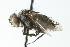  (Minthoini - CNC DIPTERA 104065)  @16 [ ] CreativeCommons - Attribution (2011) CNC/CBG Photography Group Centre for Biodiversity Genomics