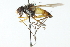  (Cholomyia inaequipes - CNC DIPTERA 104070)  @14 [ ] CreativeCommons - Attribution (2011) CNC/CBG Photography Group Centre for Biodiversity Genomics