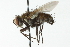  ( - CNC DIPTERA 104088)  @14 [ ] CreativeCommons - Attribution (2011) CNC/CBG Photography Group Centre for Biodiversity Genomics
