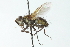  ( - CNC DIPTERA 104095)  @11 [ ] CreativeCommons - Attribution (2011) CNC/CBG Photography Group Centre for Biodiversity Genomics