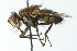  ( - CNC DIPTERA 104102)  @11 [ ] CreativeCommons - Attribution (2011) CNC/CBG Photography Group Centre for Biodiversity Genomics
