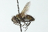  ( - CNC DIPTERA 104107)  @13 [ ] CreativeCommons - Attribution (2011) CNC/CBG Photography Group Centre for Biodiversity Genomics