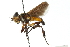  ( - CNC DIPTERA 104145)  @13 [ ] CreativeCommons - Attribution (2011) CNC/CBG Photography Group Centre for Biodiversity Genomics