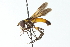  ( - CNC DIPTERA 104146)  @14 [ ] CreativeCommons - Attribution (2011) CNC/CBG Photography Group Centre for Biodiversity Genomics
