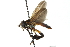  ( - CNC DIPTERA 104147)  @14 [ ] CreativeCommons - Attribution (2011) CNC/CBG Photography Group Centre for Biodiversity Genomics