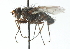  (Xanthophyto - CNC DIPTERA 104159)  @15 [ ] CreativeCommons - Attribution (2011) CNC/CBG Photography Group Centre for Biodiversity Genomics