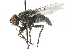  (Xanthophyto sp. 2 - CNC DIPTERA 104166)  @14 [ ] CreativeCommons - Attribution (2011) CNC/CBG Photography Group Centre for Biodiversity Genomics