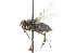  ( - CNC DIPTERA 104173)  @13 [ ] CreativeCommons - Attribution (2011) CNC/CBG Photography Group Centre for Biodiversity Genomics