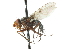  ( - CNC DIPTERA 104175)  @13 [ ] CreativeCommons - Attribution (2011) CNC/CBG Photography Group Centre for Biodiversity Genomics