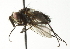  ( - CNC DIPTERA 104183)  @12 [ ] CreativeCommons - Attribution (2011) CNC/CBG Photography Group Centre for Biodiversity Genomics