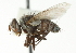  ( - CNC DIPTERA 104206)  @11 [ ] CreativeCommons - Attribution (2011) CNC/CBG Photography Group Centre for Biodiversity Genomics