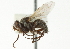  ( - CNC DIPTERA 104207)  @11 [ ] CreativeCommons - Attribution (2011) CNC/CBG Photography Group Centre for Biodiversity Genomics