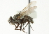  (Zaira neomexicana - CNC DIPTERA 104208)  @13 [ ] CreativeCommons - Attribution (2011) CNC/CBG Photography Group Centre for Biodiversity Genomics