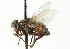  ( - CNC DIPTERA 104209)  @13 [ ] CreativeCommons - Attribution (2011) CNC/CBG Photography Group Centre for Biodiversity Genomics
