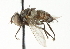  ( - CNC DIPTERA 104210)  @11 [ ] CreativeCommons - Attribution (2011) CNC/CBG Photography Group Centre for Biodiversity Genomics