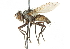  ( - CNC DIPTERA 104213)  @14 [ ] CreativeCommons - Attribution (2011) CNC/CBG Photography Group Centre for Biodiversity Genomics