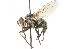  ( - CNC DIPTERA 104214)  @13 [ ] CreativeCommons - Attribution (2011) CNC/CBG Photography Group Centre for Biodiversity Genomics