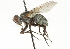  ( - CNC DIPTERA 104215)  @13 [ ] CreativeCommons - Attribution (2011) CNC/CBG Photography Group Centre for Biodiversity Genomics