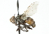  (Zaira nr. georgiae - CNC DIPTERA 104220)  @14 [ ] CreativeCommons - Attribution (2011) CNC/CBG Photography Group Centre for Biodiversity Genomics