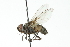  ( - CNC DIPTERA 104235)  @13 [ ] CreativeCommons - Attribution (2011) CNC/CBG Photography Group Centre for Biodiversity Genomics