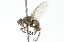  (Zaira sp. 2 - CNC DIPTERA 104236)  @13 [ ] CreativeCommons - Attribution (2011) CNC/CBG Photography Group Centre for Biodiversity Genomics