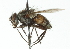  ( - CNC DIPTERA 104238)  @11 [ ] CreativeCommons - Attribution (2011) CNC/CBG Photography Group Centre for Biodiversity Genomics