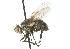  ( - CNC DIPTERA 104251)  @14 [ ] CreativeCommons - Attribution (2011) CNC/CBG Photography Group Centre for Biodiversity Genomics