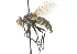  ( - CNC DIPTERA 104252)  @14 [ ] CreativeCommons - Attribution (2011) CNC/CBG Photography Group Centre for Biodiversity Genomics
