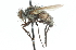  ( - CNC DIPTERA 104253)  @11 [ ] CreativeCommons - Attribution (2011) CNC/CBG Photography Group Centre for Biodiversity Genomics