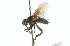 ( - CNC DIPTERA 104292)  @11 [ ] CreativeCommons - Attribution (2011) CNC/CBG Photography Group Centre for Biodiversity Genomics